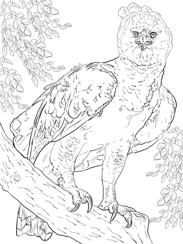 360x480 Harpy Eagle Clipart Coloring Page