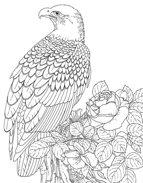 3d Coloring Pages For Adults Of An Eagle Resting Online 575x735 3d Coloring Pages For Adults Of An Eagle Resting Online