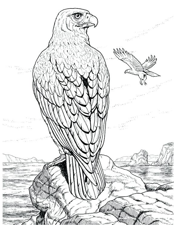 Eagle Coloring Page Detailed Coloring Pages For Adults Coloring 575x745 Eagle Coloring Page Detailed Coloring Pages For Adults Coloring