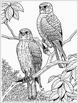 Eagle Coloring Pages For Adult Coloring Eagle 302x400 Eagle Coloring Pages For Adult Coloring Eagle