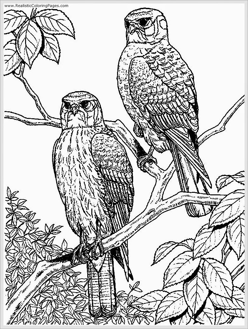 Eagle Coloring Pages For Adults at GetColorings.com | Free printable