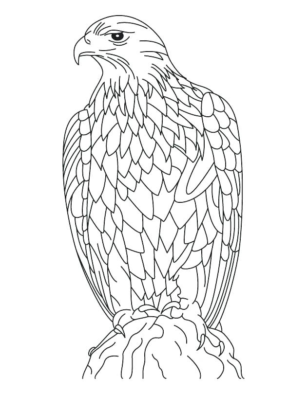 Eagle Mandala Coloring Pages Golden Eagle Bird Coloring Page 630x810 Eagle Mandala Coloring Pages Golden Eagle Bird Coloring Page