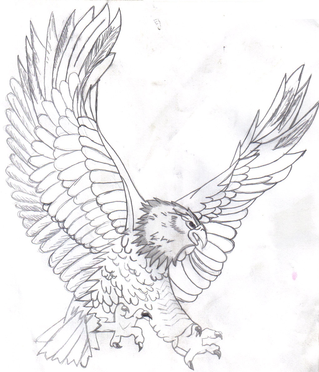 Free Printable Bald Eagle Coloring Pages For Kids 1021x1189 Free Printable Bald Eagle Coloring Pages For Kids