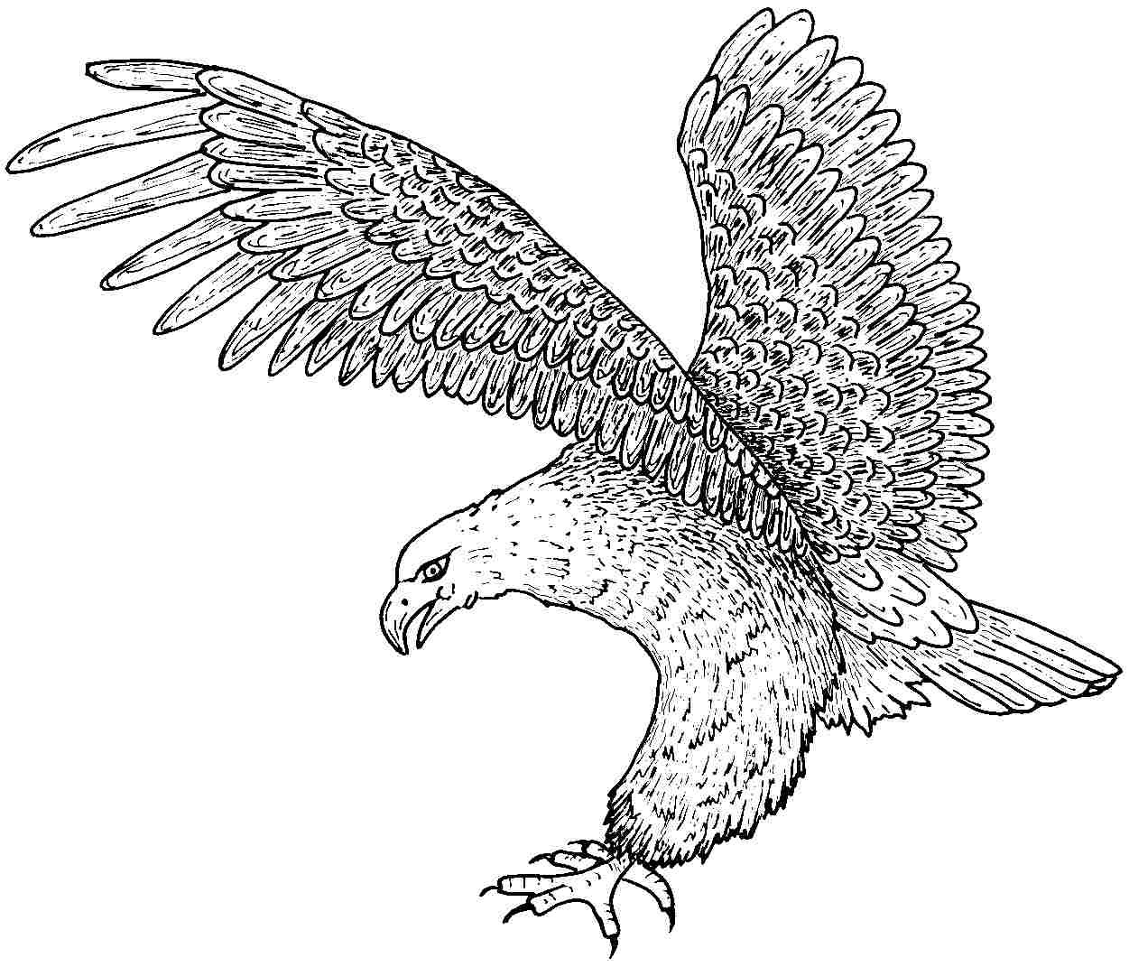 Free Printable Eagle Coloring Pages For Kids 1251x1071 Free Printable Eagle Coloring Pages For Kids