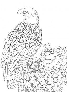 Realistic Coloring Pages Realistic Bald Eagle Coloring Page 262x350 Realistic Coloring Pages Realistic Bald Eagle Coloring Page