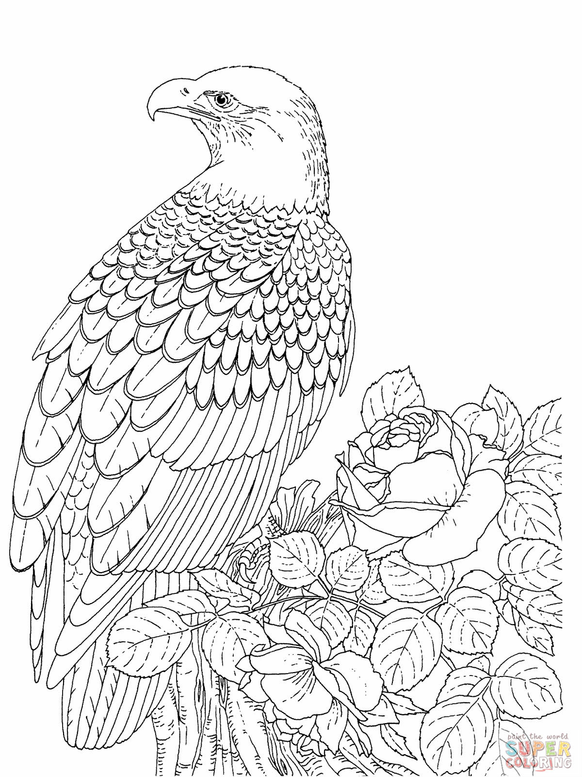 Bald Eagle Coloring Pages To Print For Picture 1200x1600 Bald Eagle Coloring Pages To Print For Picture
