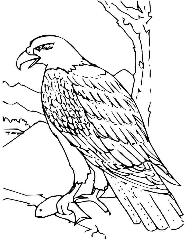 Eagle Coloring Page Eagles Coloring Pages Printable Eagle Best 720x932 Eagle Coloring Page Eagles Coloring Pages Printable Eagle Best