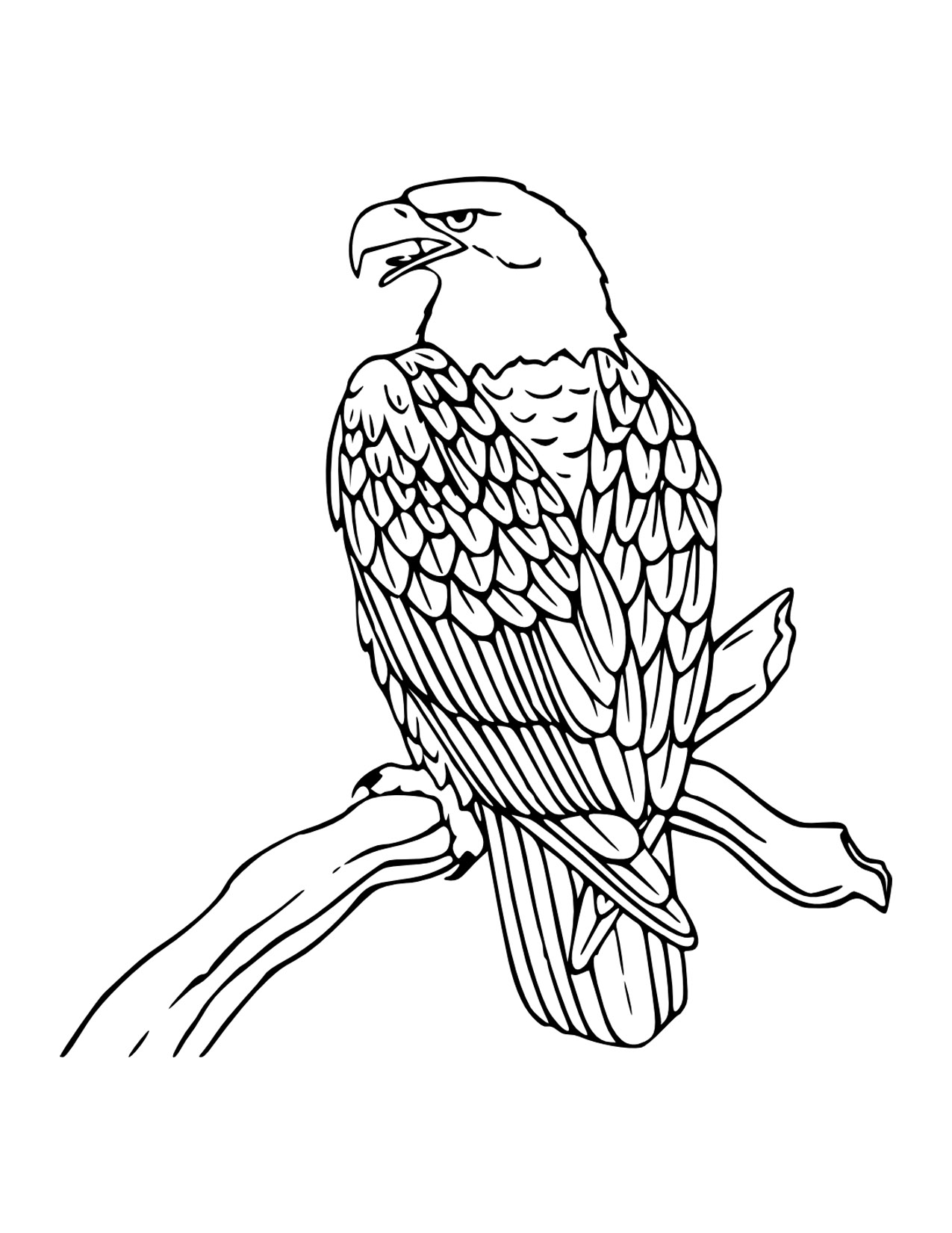 Free Printable Bald Eagle Coloring Pages For Kids 1275x1650 Free Printable Bald Eagle Coloring Pages For Kids