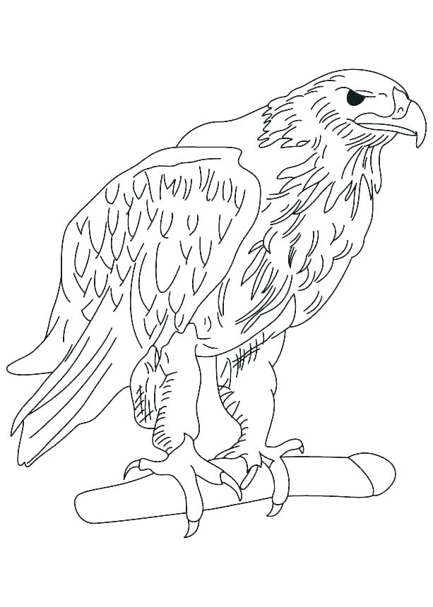 Harpy Eagle Coloring Page Eagles Coloring Pages Eagle Picture 613x860 Harpy Eagle Coloring Page Eagles Coloring Pages Eagle Picture