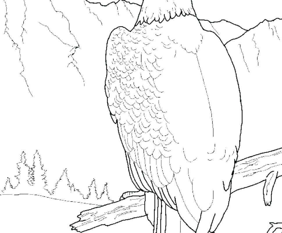 American Eagle Coloring Page Printable Harpy Pages For Kids Free 970x800 American Eagle Coloring Page Printable Harpy Pages For Kids Free