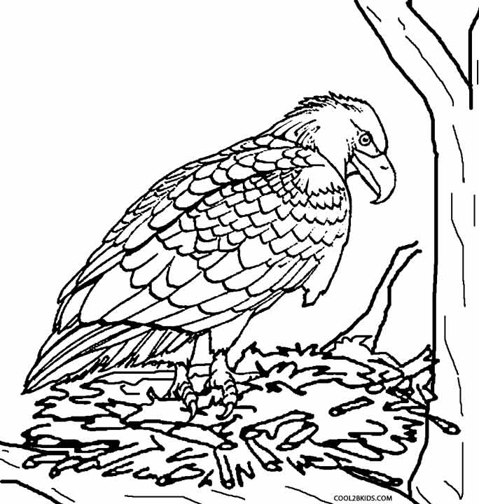 Printable Eagle Coloring Pages For Kids Cool2bkids 684x720 Printable Eagle Coloring Pages For Kids Cool2bkids