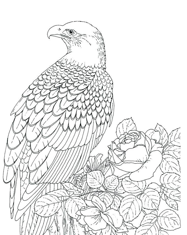 Bald Eagle Coloring Pages Eagle Color Sheet Bald Eagle Coloring 736x926 Bald Eagle Coloring Pages Eagle Color Sheet Bald Eagle Coloring