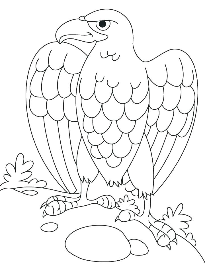 Coloring Pages Of Eagles Eagle Coloring Pages Harpy Eagle Coloring 720x955 Coloring Pages Of Eagles Eagle Coloring Pages Harpy Eagle Coloring