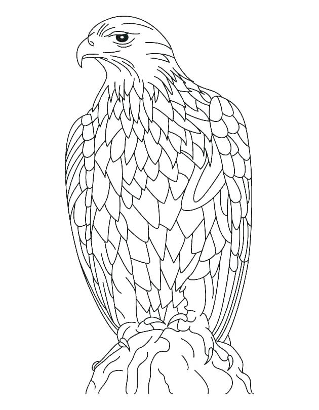 Eagle Coloring Pages Printable Eagles Coloring Pages Pictures 630x810 Eagle Coloring Pages Printable Eagles Coloring Pages Pictures