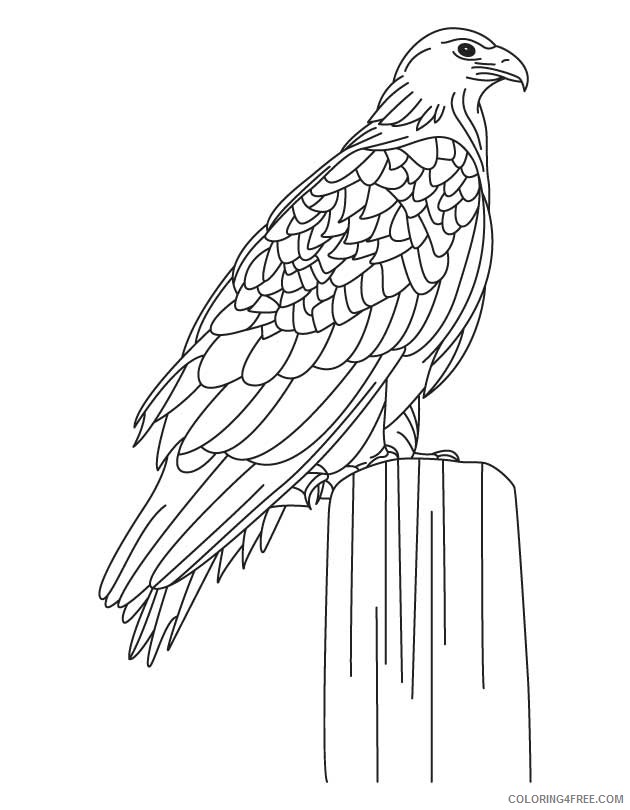 Eagle Coloring Pages To Print Coloring4free 630x810 Eagle Coloring Pages To Print Coloring4free