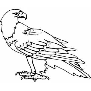 Calm Eagle Coloring Page 300x300 Calm Eagle Coloring Page