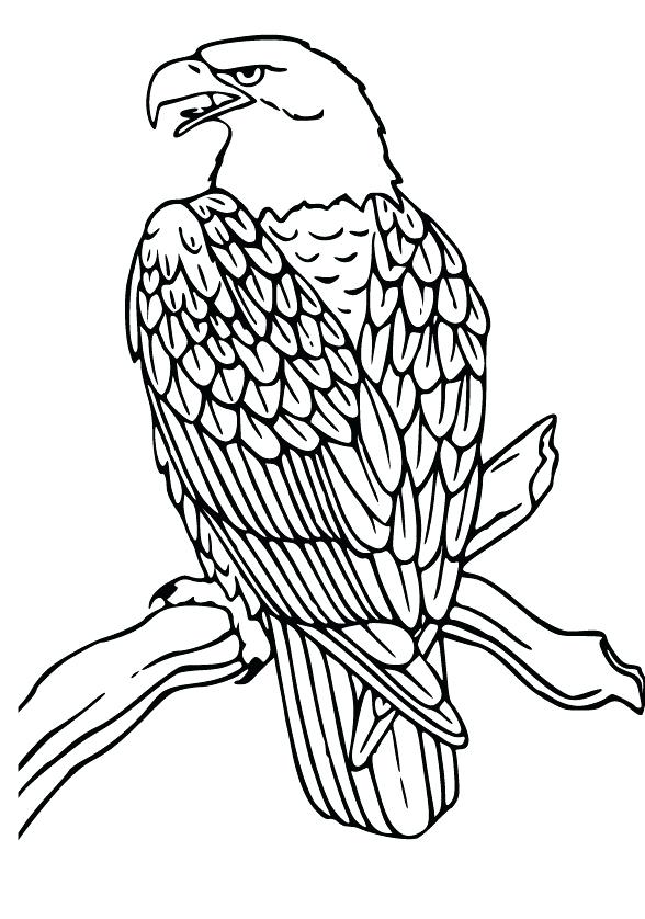 588x838 Eagle Coloring Page Flying Bald Eagle Coloring Pages Eagle Feather