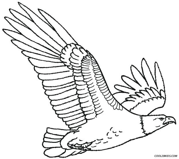 Eagle Pictures To Color Free Coloring Pages Of Golden Eagle Baby 623x552 Eagle Pictures To Color Free Coloring Pages Of Golden Eagle Baby