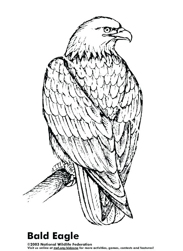 Bald Eagle Coloring Page Bald Eagle Coloring Pages For Kids 612x840 Bald Eagle Coloring Page Bald Eagle Coloring Pages For Kids