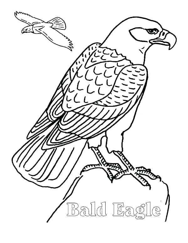 Eagle Flying Coloring Pages at GetColorings.com | Free printable ...