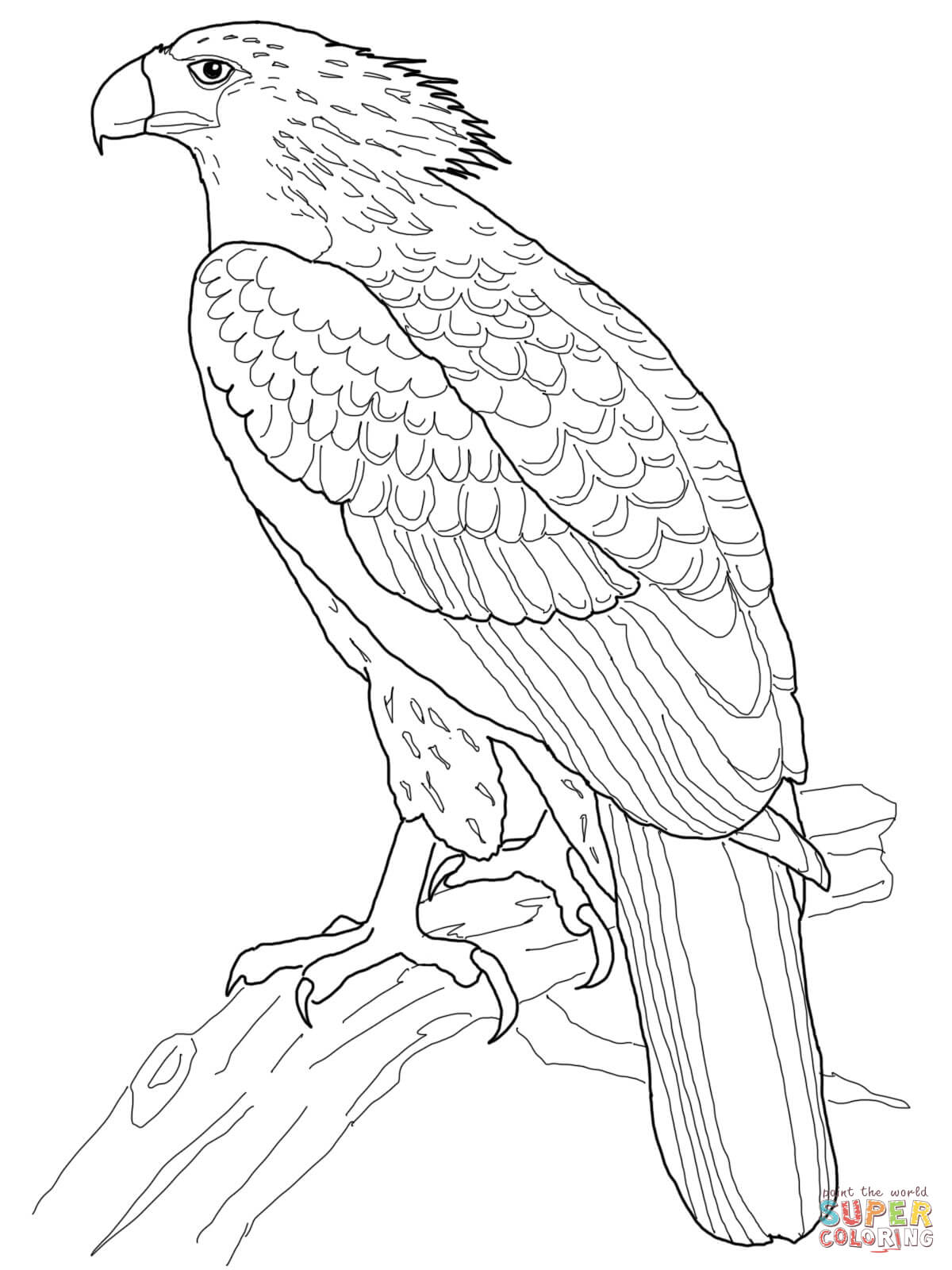 Philippine Eagle Coloring Page 1200x1600 Philippine Eagle Coloring Page
