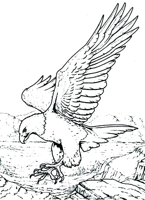 Eagles Coloring Pages Beautiful Eagle Coloring Page Online Bald 600x826 Eagles Coloring Pages Beautiful Eagle Coloring Page Online Bald