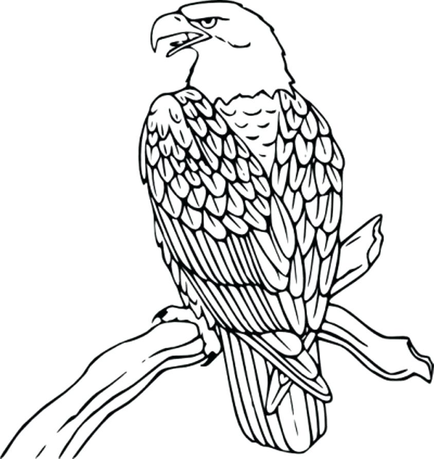 Eagles Logo Coloring Page Free Printable Coloring Pages Coloring 844x893 Eagles Logo Coloring Page Free Printable Coloring Pages Coloring
