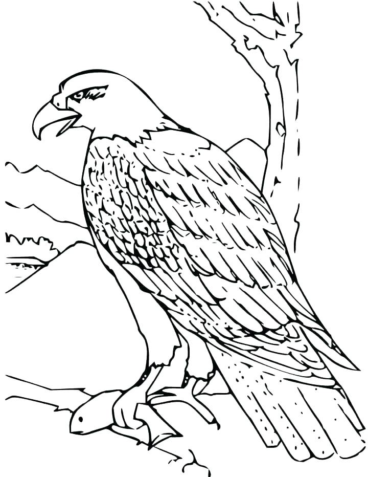 Philadelphia Eagles Coloring Pages Coloring Pages Of Eagles 720x932 Philadelphia Eagles Coloring Pages Coloring Pages Of Eagles