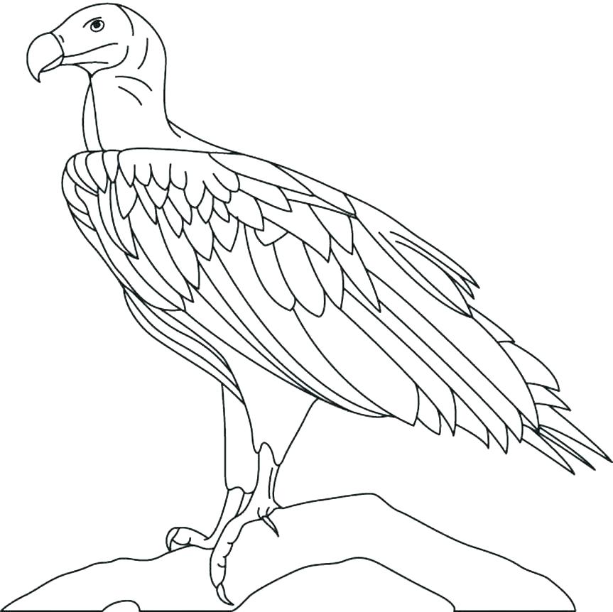 Philadelphia Eagles Coloring Pages Eagles Football Coloring Pages 863x862 Philadelphia Eagles Coloring Pages Eagles Football Coloring Pages