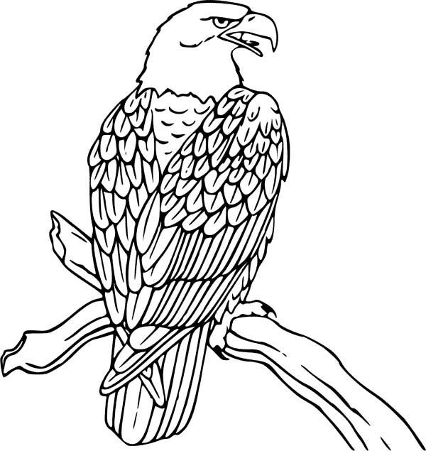 Eagle Coloring Pages Bald Eagle Is Hungry Coloring Page Netart 600x635 Eagle Coloring Pages Bald Eagle Is Hungry Coloring Page Netart