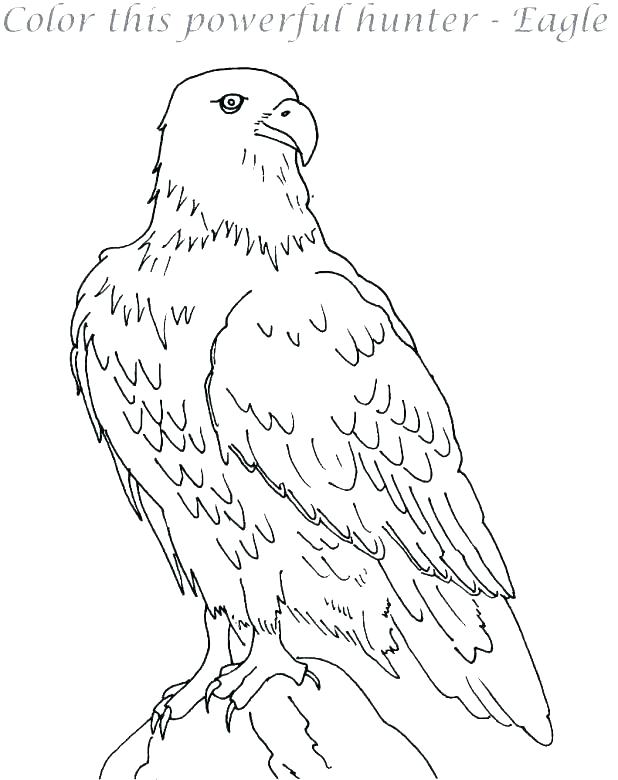 Coloring Pages Of Eagles Eagles Logo Coloring Page Eagles Coloring 618x780 Coloring Pages Of Eagles Eagles Logo Coloring Page Eagles Coloring
