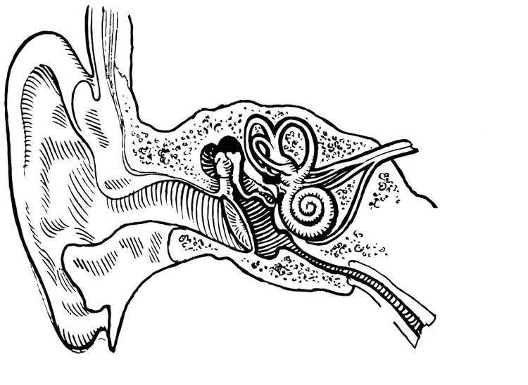 750x548 Coloring Page Ear, Internal And External