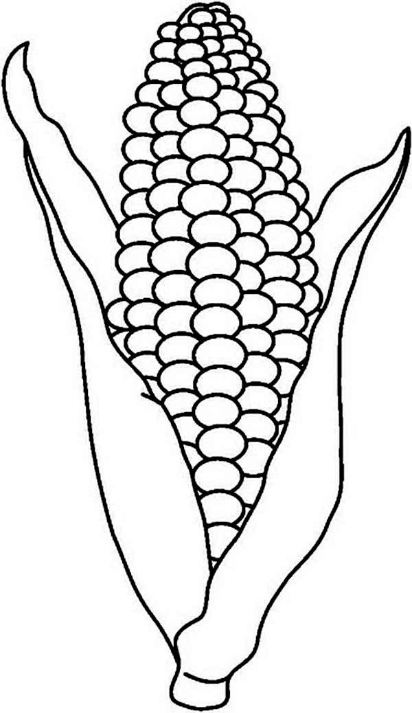 600x1038 Corn Coloring Pages 19 Corn Cob Coloring Page Corn On Cob Template