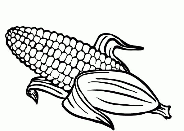 593x423 Coloring Picture Corn New Corn Coloring Page Fruits Images