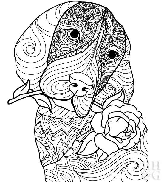 Pet Coloring Pages Better Homes Amp Gardens 550x611 Pet Coloring Pages Better Homes Amp Gardens