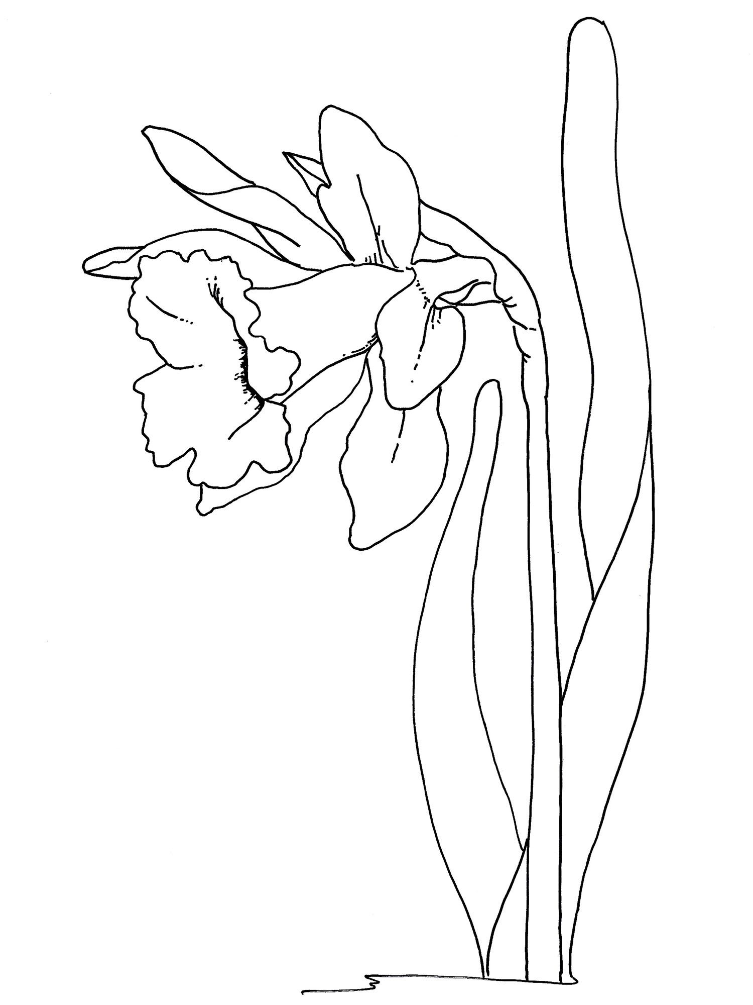 1500x2000 Easter Flowers Coloring Pages Daffodil