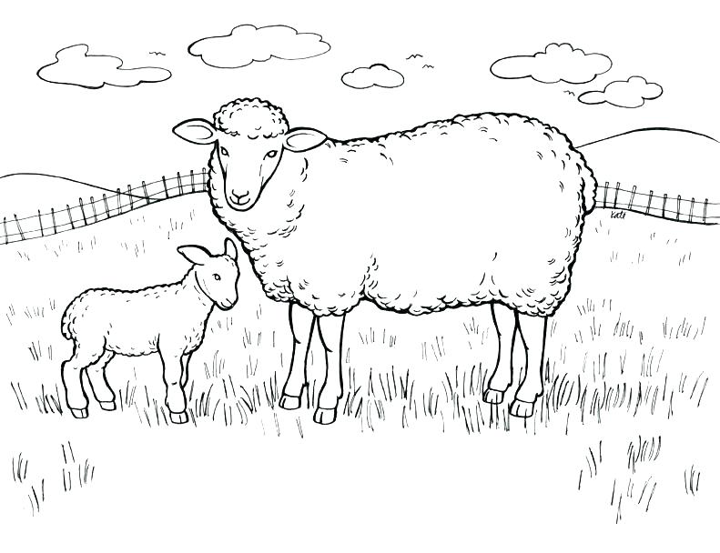 Lamb Coloring Pages Lamb Colouring Page 2 Easter Lamb Coloring 791x608 Lamb Coloring Pages Lamb Colouring Page 2 Easter Lamb Coloring