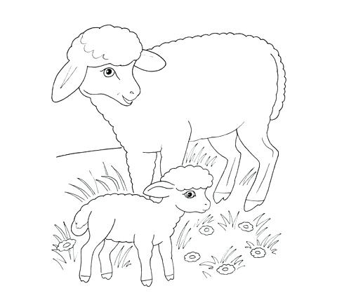 Lamb Coloring Pages Lamb Colouring Pictures Lamb 2 Animals 480x438 Lamb Coloring Pages Lamb Colouring Pictures Lamb 2 Animals