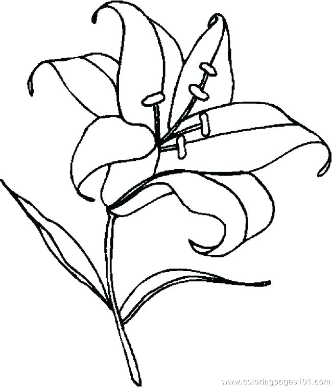 650x758 Easter Lilies Coloring Page Lily Coloring Pages Printable Easter