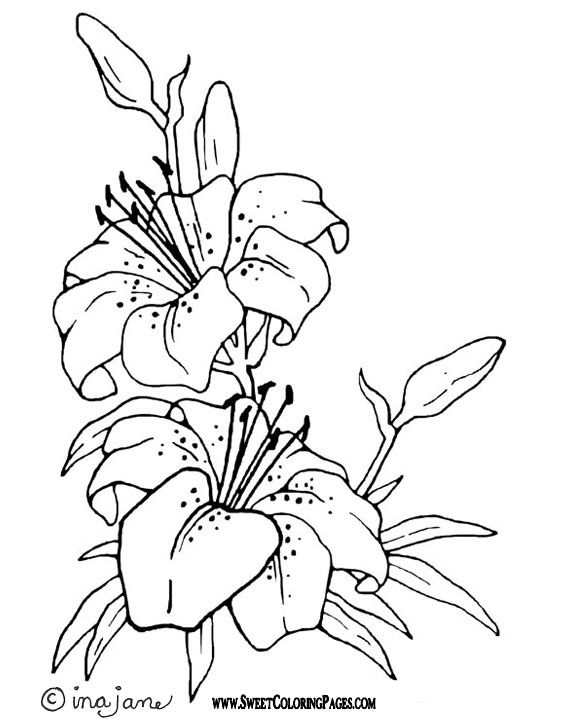 576x720 24 Unique Lily Coloring Pages Kids Information And Ideas