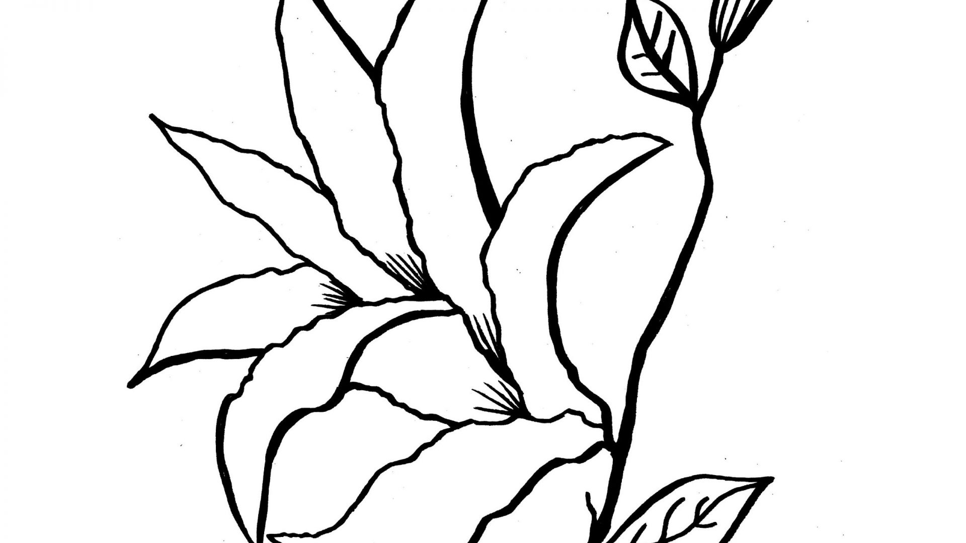 1920x1080 Printable Lily Pad Coloring Pages For Kids And Toodler Page