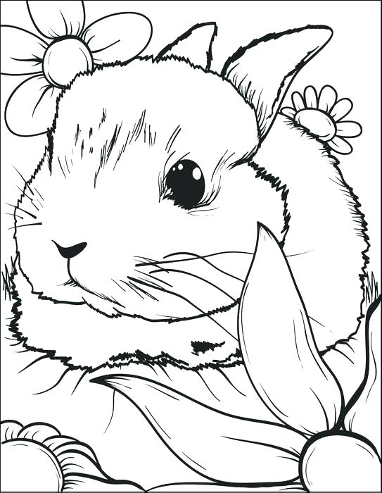 543x700 Bunny Color Page Rabbit Coloring Page Rabbits Coloring Pages
