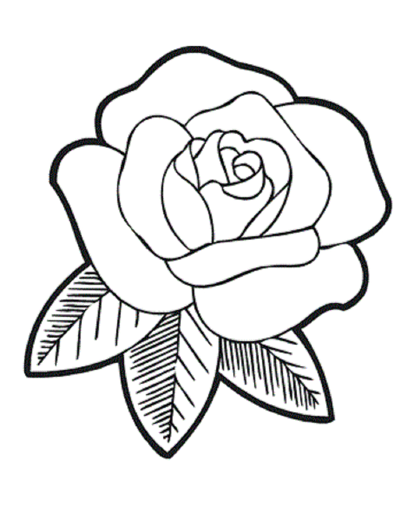 Rose Flower Drawing Pictures Surprising Coloring Pages Draw Easy 837x1024 Rose Flower Drawing Pictures Surprising Coloring Pages Draw Easy