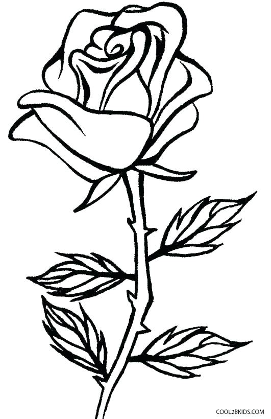 Coloring Pages To Draw Rose Coloring Sheets Rose Coloring Pages 531x820 Coloring Pages To Draw Rose Coloring Sheets Rose Coloring Pages