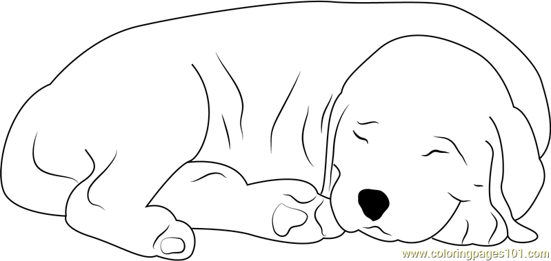 799x379 Sleeping Dog Coloring Page