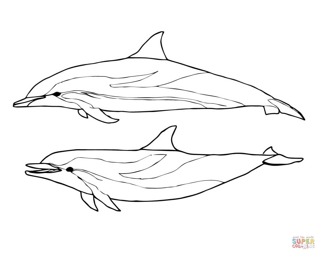1101x877 Dolphin Coloringook For Adults Vector Easy Miami Winter Pdf