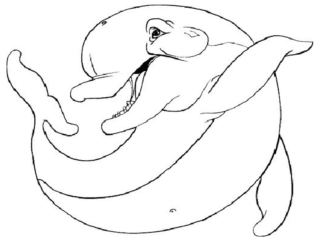 1024x768 Dolphin Coloring Pages The Sun Flower Pages