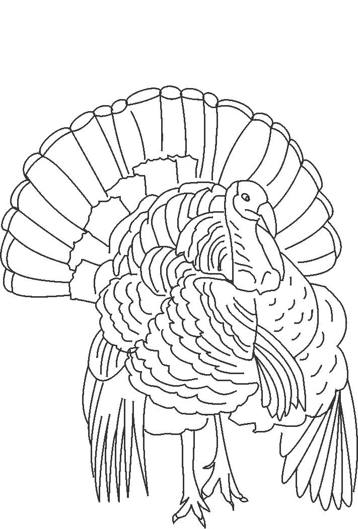 711x1052 Easy Turkey Drawing Color