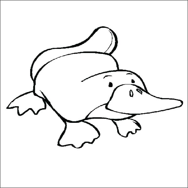 600x600 Platypus Coloring Page Wombat Coloring Page Platypus Coloring Page