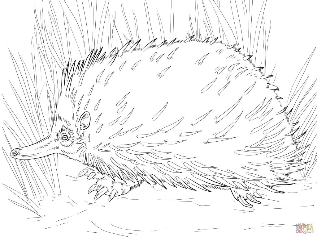1024x768 Short Beaked Echidna For Free Coloring Page